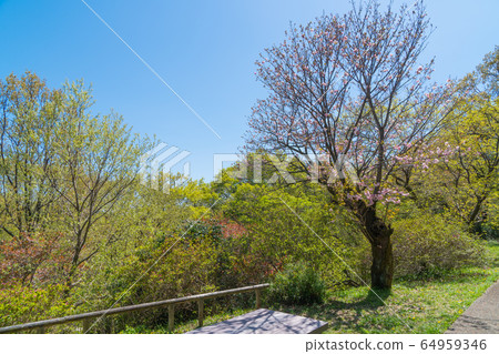 平山城跡公園(東京都日野市) 平山城跡公園(東京都日野市) 64959346