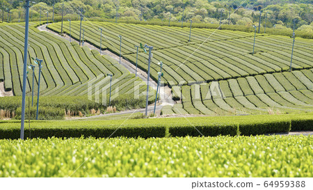 Tea plantation 64959388