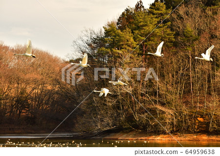 Oike Swan 64959638