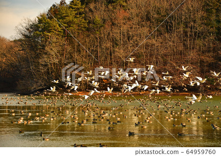 大池天鵝 64959760