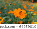 Cosmos and bee 64959810