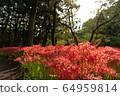 Cluster amaryllis field 64959814
