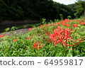 A cluster amaryllis that blooms on the river side 64959817