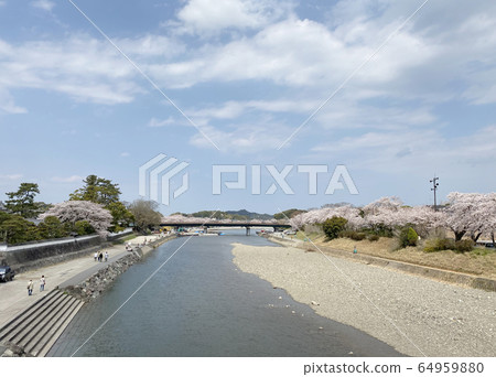 五十鈴河在春天 五十鈴河在春天 64959880