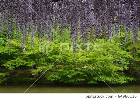 富士花園 64960116