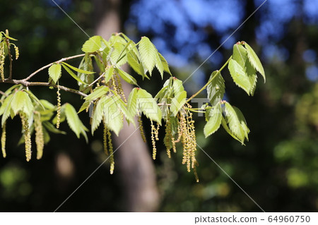 櫟芽 櫟芽 64960750