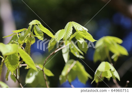 Quercus sprout Quercus sprout 64960751