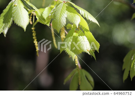 Quercus sprout Quercus sprout 64960752