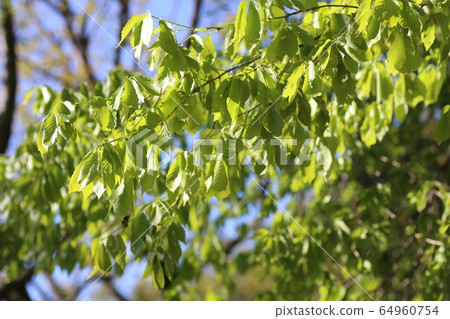 Quercus sprout Quercus sprout 64960754