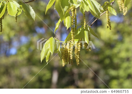 Quercus sprout 64960755