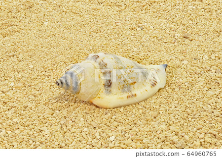 [Shell] (depth synthesis) 64960765