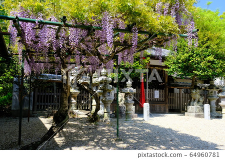 Shrines and wisteria flowers (Utahime Town, Nara City, Nara Prefecture) Shrines and wisteria flowers (Utahime Town, Nara City, Nara Prefecture) 64960781