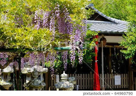 Shrines and wisteria flowers (Utahime Town, Nara City, Nara Prefecture) Shrines and wisteria flowers (Utahime Town, Nara City, Nara Prefecture) 64960790