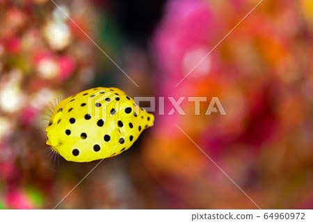 Minami Hako Hugo的幼蟲 64960972