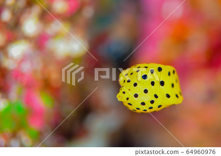 Minami Hako Hugo的幼蟲 64960976