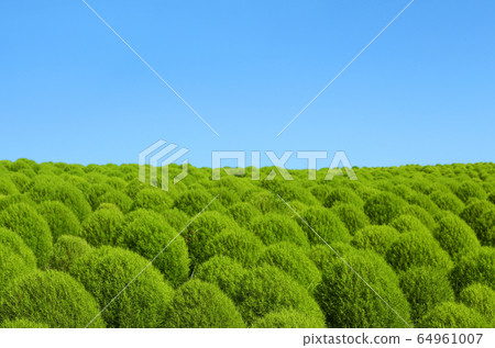 藍天和綠色Kokia 64961007