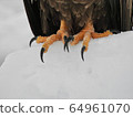 White-tailed eagle 64961070