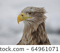 White-tailed eagle's face 64961071