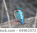 Kingfisher 64961072
