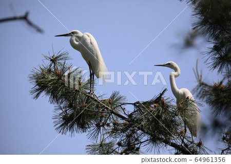 Beautiful scenery with a pair of great egrets Beautiful scenery with a pair of great egrets 64961356