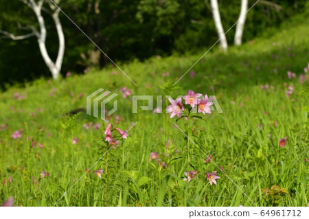 在南鄉高清水自然公園的姬百合的殖民地盛開的姬百合 64961712