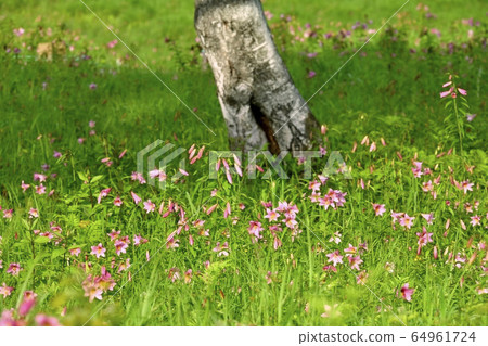 在南鄉高清水自然公園的姬百合的殖民地盛開的姬百合 64961724