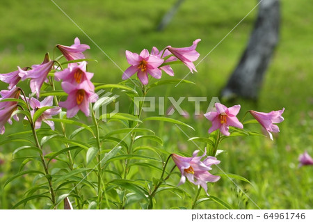 Himesayuri, which blooms in the colony of Himesayuri, Nango Takashimizu Nature Park 64961746