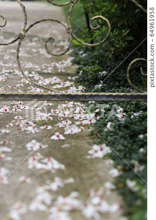 五月雪油桐花 64961958