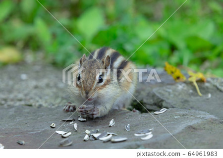 Ezoshimarisu 64961983