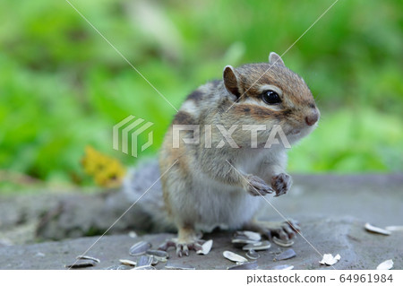 Ezoshimarisu 64961984