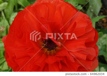 毛an緋紅色花05 毛an緋紅色花05 64962034