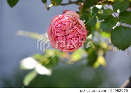 Cute flowers blooming in the spring garden 64962076