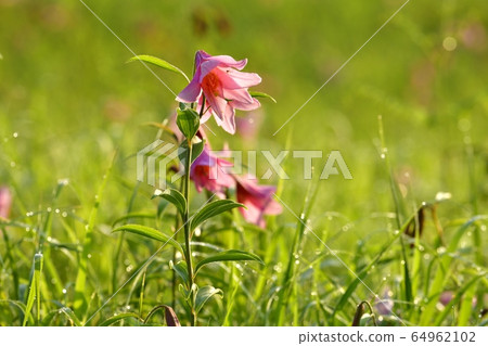 姬露百合與清晨的露珠盛開在南鄉高清水自然公園的姬露殖民地上 64962102