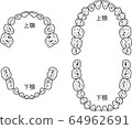Tooth alignment 64962691