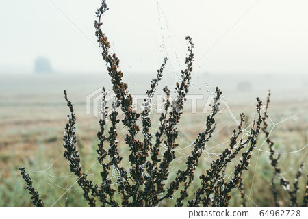 Close-up of a web with dew drops. Morning spring photo in nature. Selective focus macro shot with shallow depth of field Close-up of a web with dew drops. Morning spring photo in nature. Selective focus macro shot with shallow depth of field 64962728
