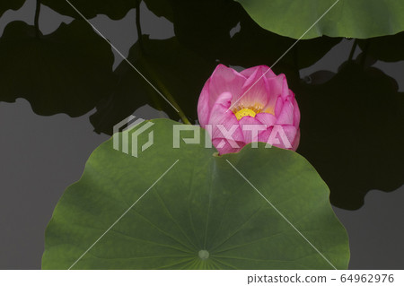 蓮花和剪影 蓮花和剪影 64962976