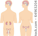 Brain, genitals and kidneys 64963204