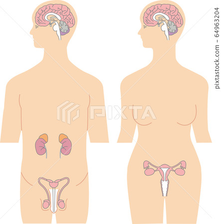 Brain, genitals and kidneys 64963204