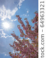 Cherry blossoms in front of the sunshine 64963321
