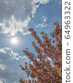 Cherry blossoms with sunshine 64963322