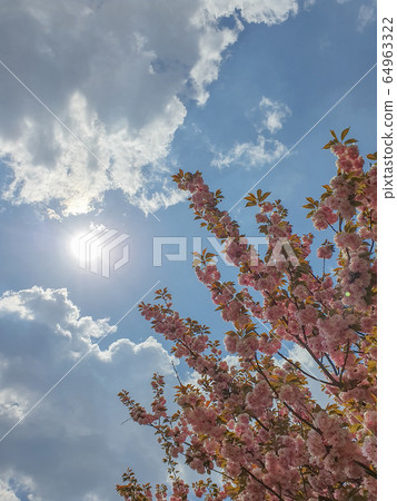 櫻花與陽光 櫻花與陽光 64963322