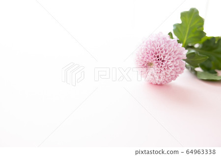 Cut flower chrysanthemum for background Cut flower chrysanthemum for background 64963338