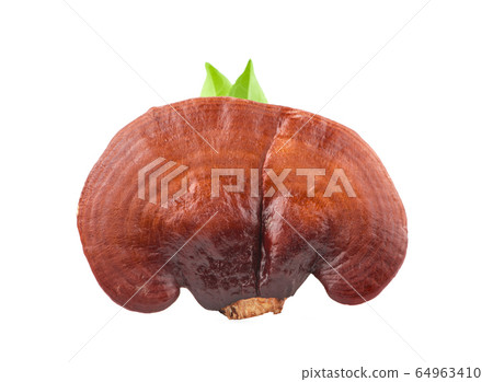 Ganoderma Lucidum Mushroom an isolated on white background 64963410