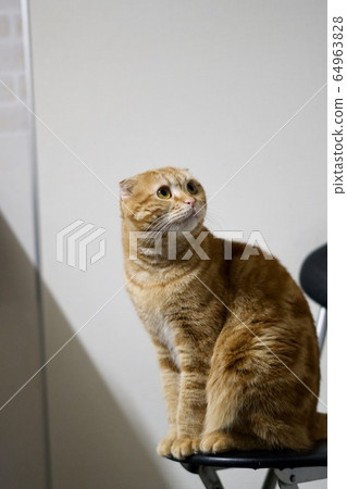 A turning cat A turning cat 64963828