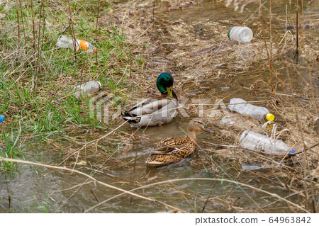 Duck swimming in a river with waste bottles 64963842