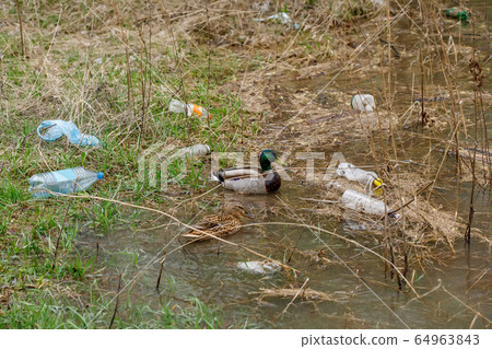 Duck swimming in a river with waste bottles 64963843