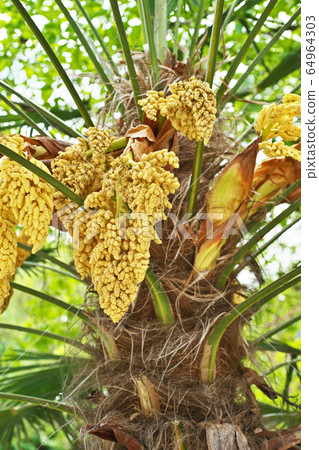 Yellow palm flower Yellow palm flower 64964303
