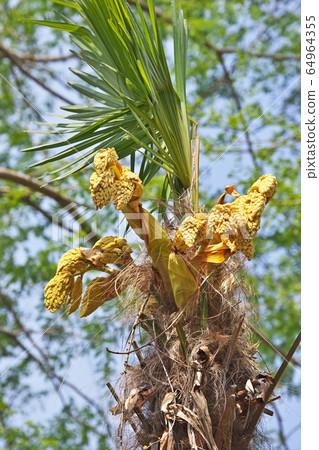 黃色的棕櫚花 64964355