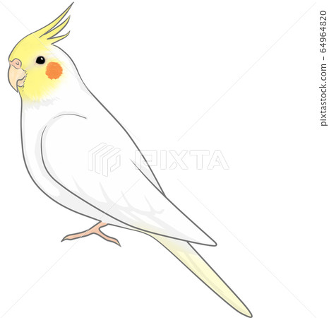 玄鳳鸚鵡 玄鳳鸚鵡 64964820