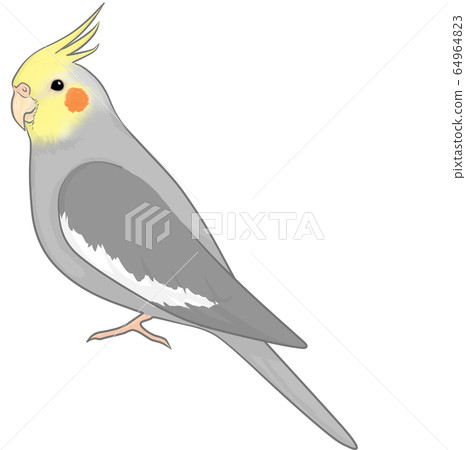 玄鳳鸚鵡 玄鳳鸚鵡 64964823